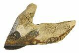 Rooted Dinosaur (Triceratops) Tooth - Montana #338646-2